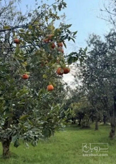 فروش نارنگی