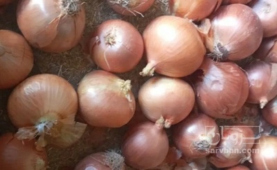 فروش پیاز