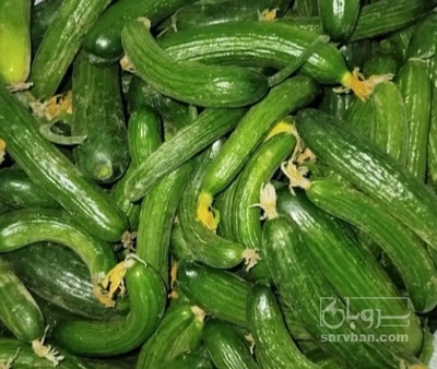 فروش خیار گلخانه