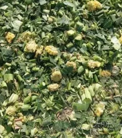 فروش ذرت علوفه ای