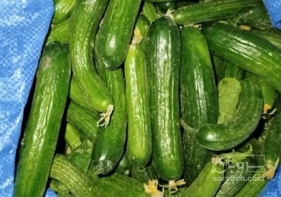 فروش خیار