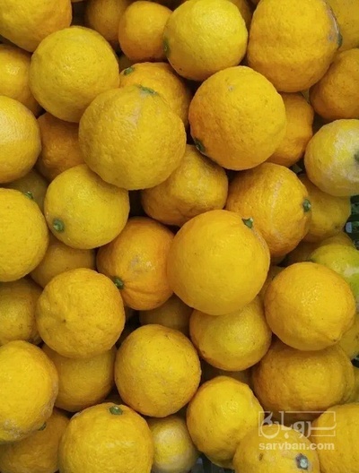 فروش لیمو ترش