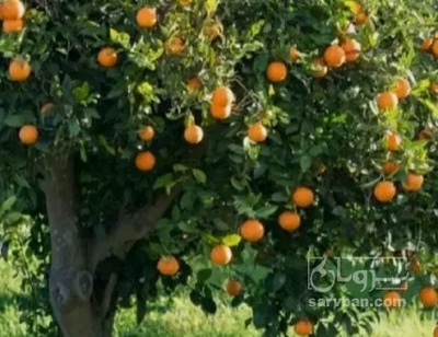 فروش نارنگی