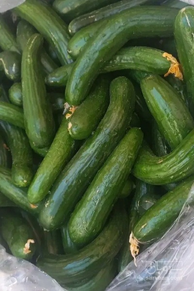 فروش خیار