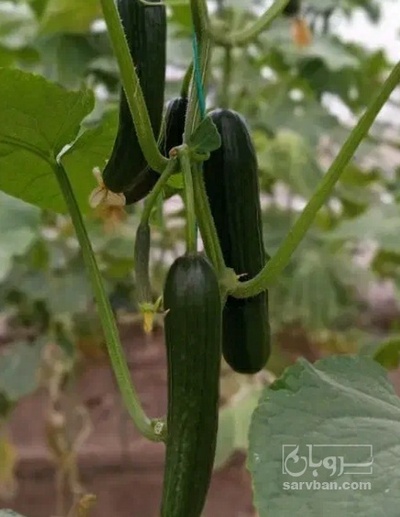 فروش خیار