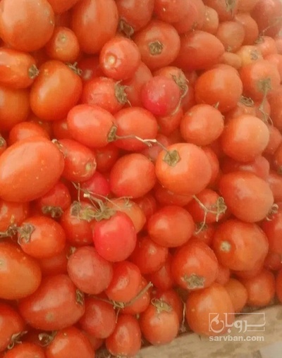 فروش گوجه فرنگی