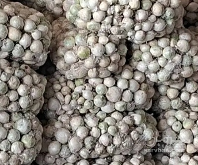 فروش پیاز سفید