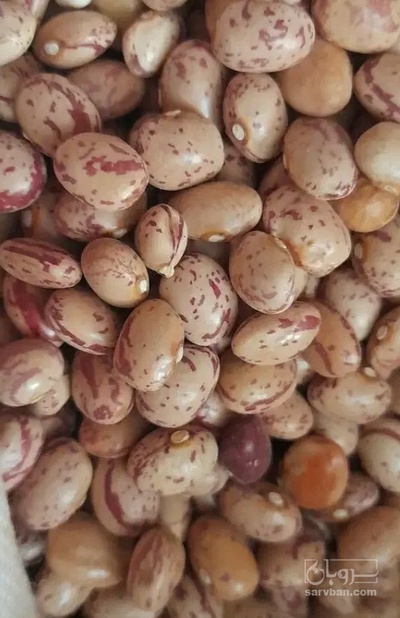 فروش لوبیا چیتی