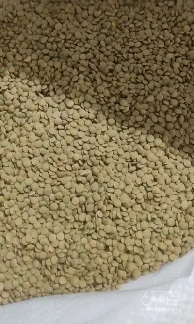 فروش عدس