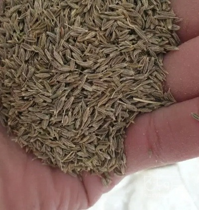 فروش زیره شکسته