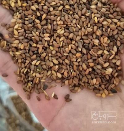 فروش کنجد