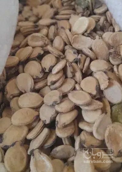 فروش تخمه هندوانه بو داده
