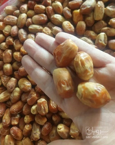 فروش خرما زاهدی