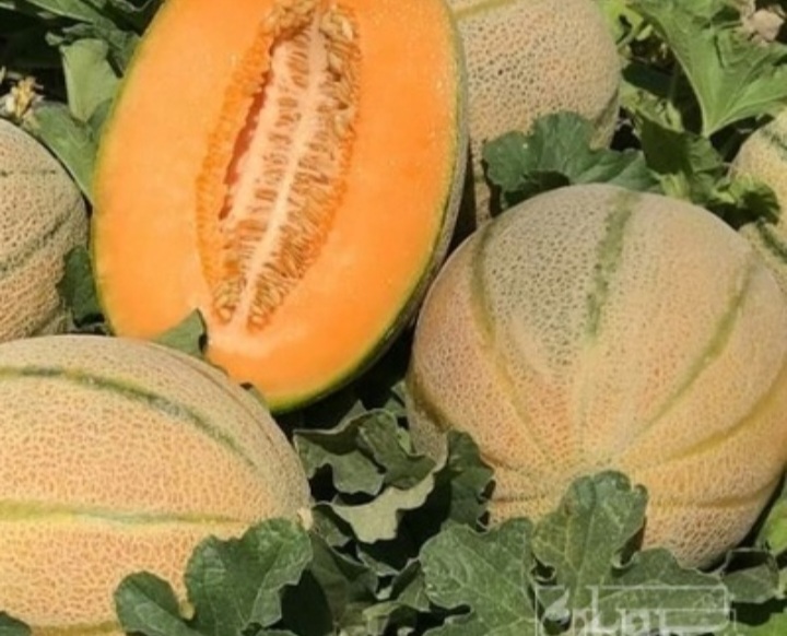 فروش طالبی جانا