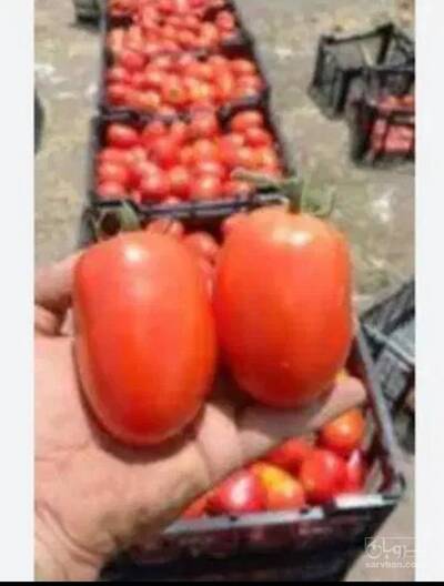 فروش گوجه فرنگی