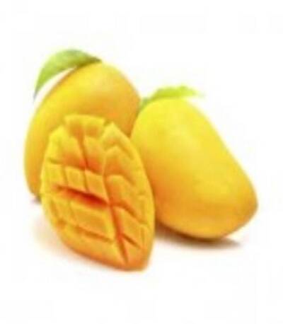 فروش انبه