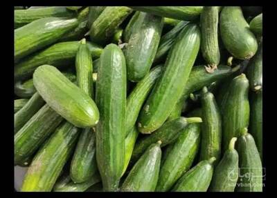 فروش خیار