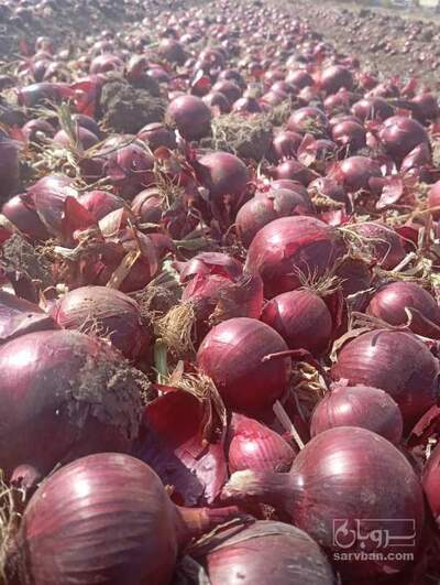 فروش پیاز