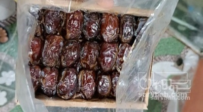 فروش خرما