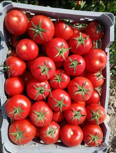 فروش گوجه فرنگی