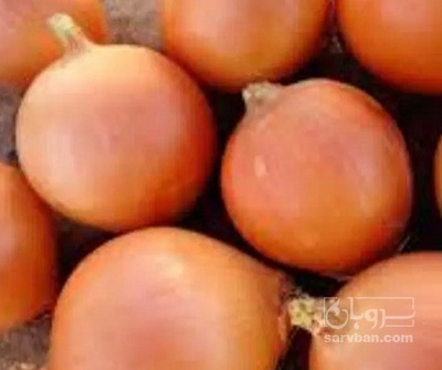 فروش پیاز