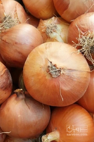 فروش لوبیا سبز