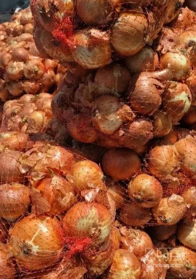 فروش انار