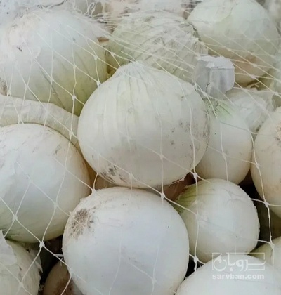 فروش پیاز