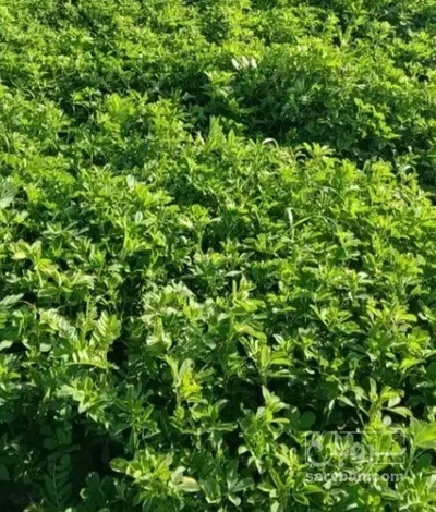 فروش یونجه