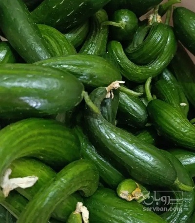 فروش خیار