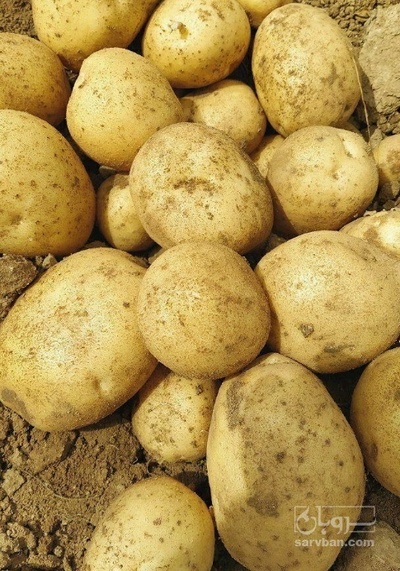 فروش سیب زمینی