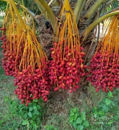 فروش خرما