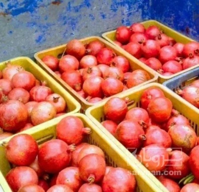فروش گوجه فرنگی