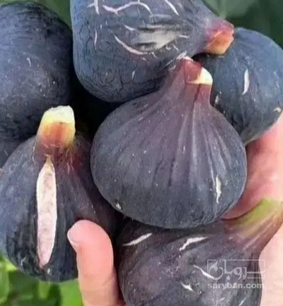 فروش انجیر