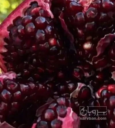 فروش انار