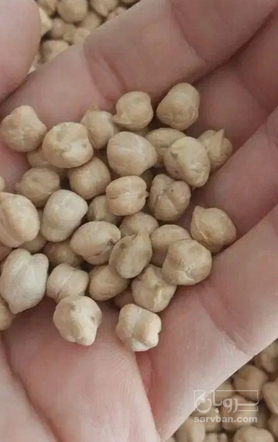 فروش نخود