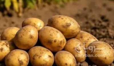 فروش سیب زمینی تازه
