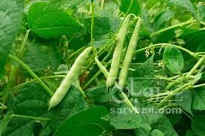 فروش لوبیا سبز
