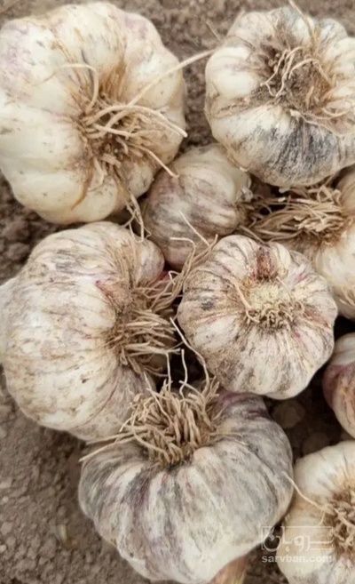 فروش سیر