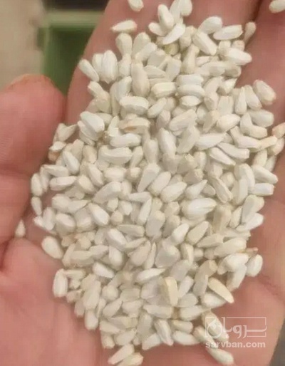 فروش گلرنگ بذری