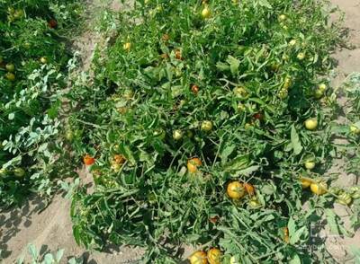 فروش گوجه فرنگی