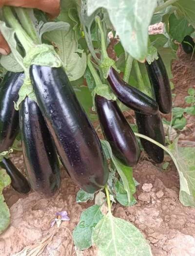 فروش بادمجان