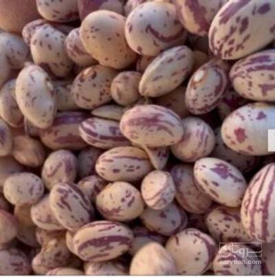 فروش لوبیا چیتی