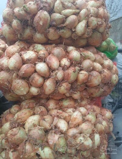 فروش پیاز