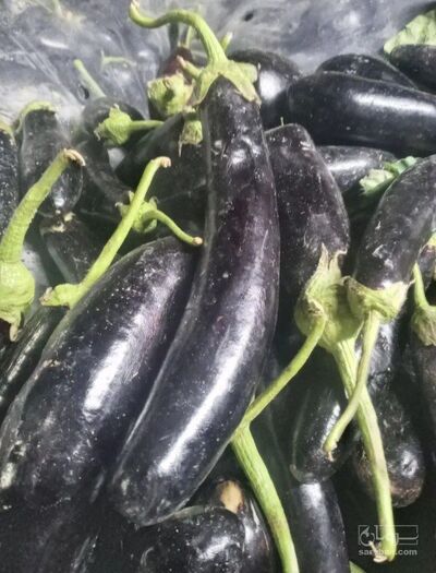 فروش بادمجان قلمی