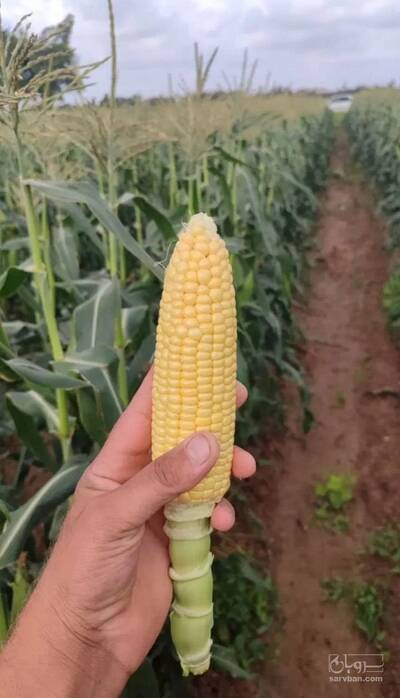 فروش ذرت مکزیکی