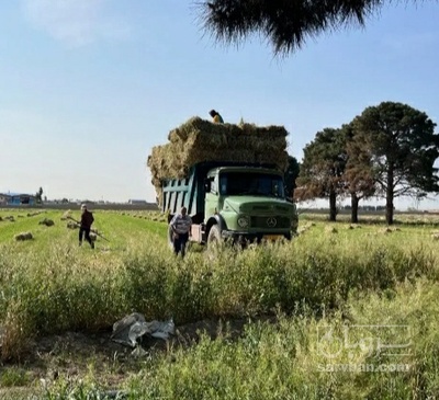 فروش یونجه