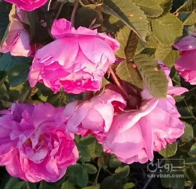 فروش گل محمدی (گیاه‌ دارویی)