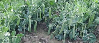 فروش نخود فرنگی