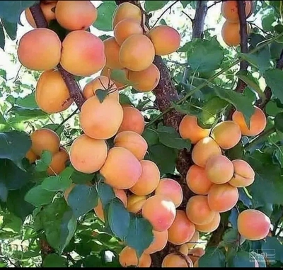 فروش زردآلو